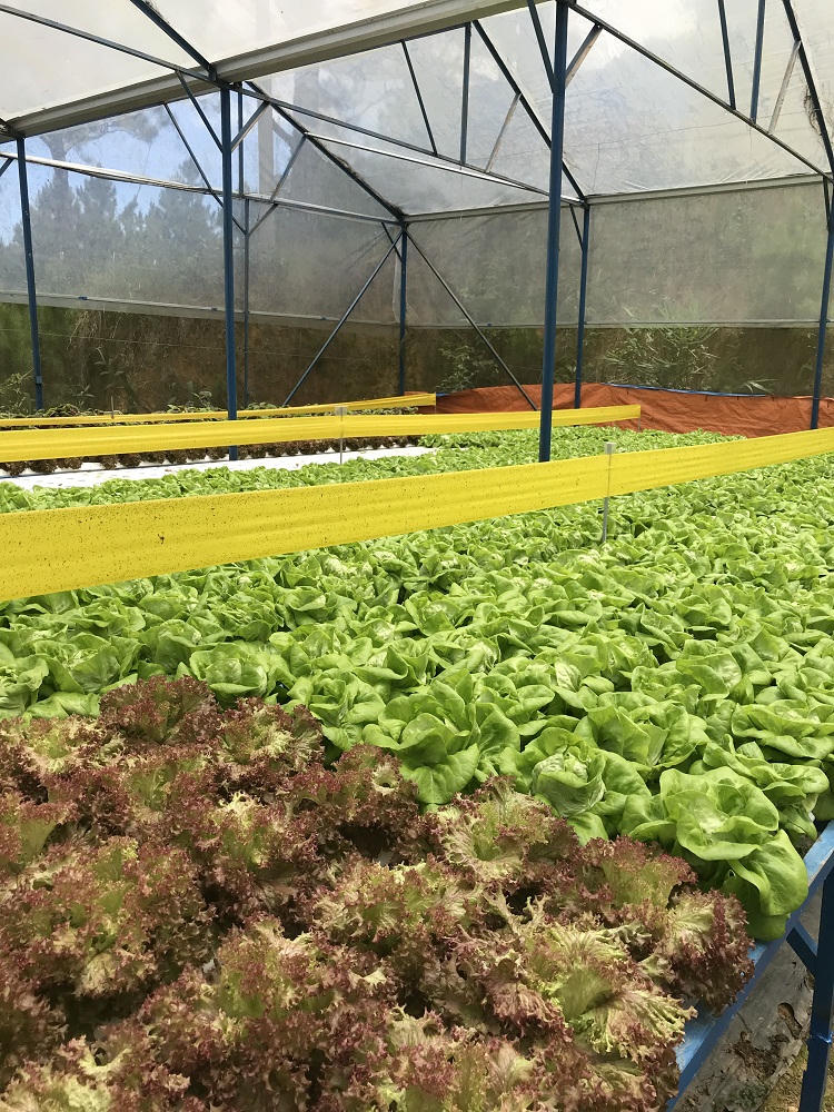 Tình yêu rau và nỗi niềm của chủ thương hiệu Rừng hoa Bạch Cúc