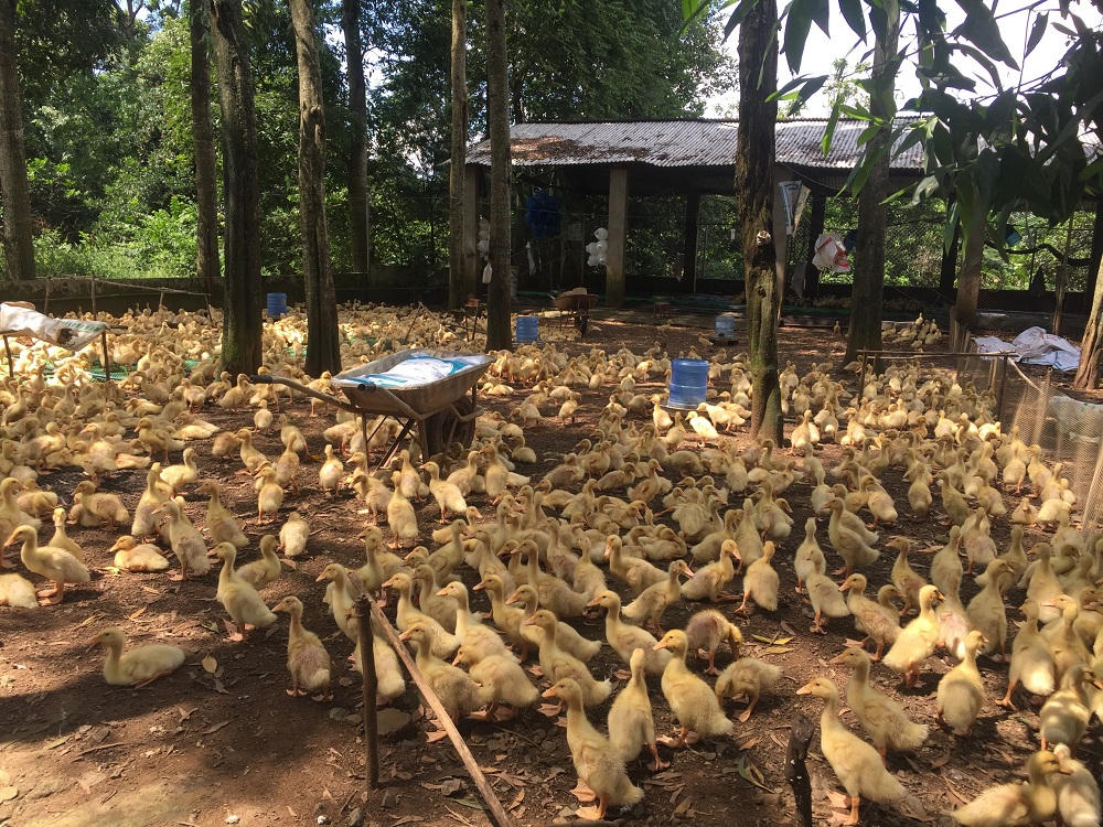 Dân “khóc ròng” vì mua phải giống vịt kém phát triển