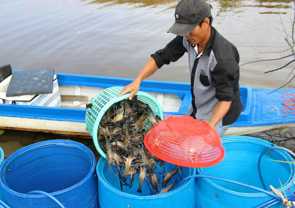 Nông dân Cà Mau trúng đậm mùa tôm càng xanh trái vụ
