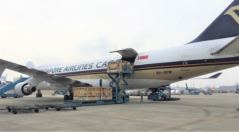 200 cô bò hữu cơ "cưỡi" máy bay từ Úc về Việt Nam