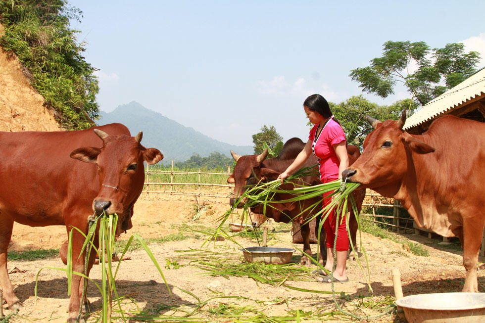 Hiệu quả tín dụng chính sách xã hội ở Thanh Hóa