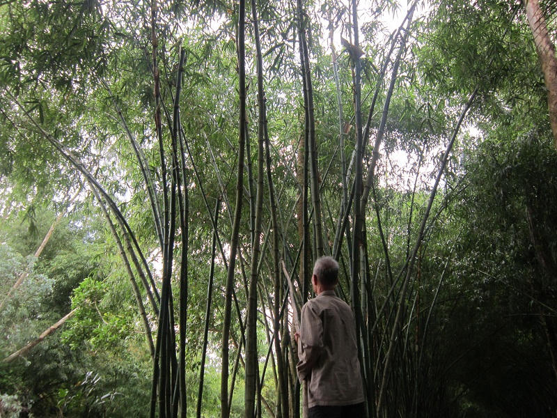 Bỏ mía trồng tre - cụ ông U80 thu lời, sống “khỏe”