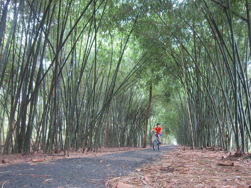 Bỏ mía trồng tre - cụ ông U80 thu lời, sống “khỏe”