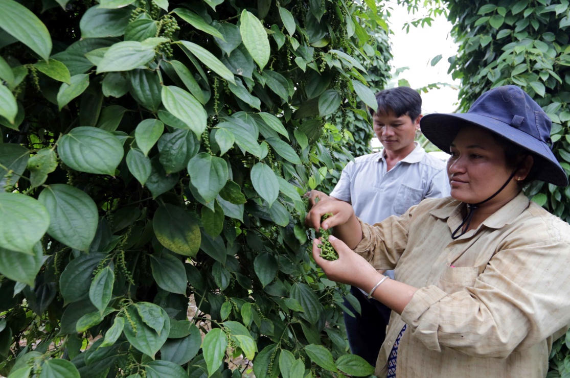 Hiệu quả an sinh vững chắc của vốn chính sách tại Đắk Nông