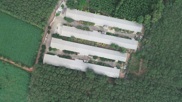  Long Thành (Đồng Nai): Chính quyền bất lực trước một trại gà?