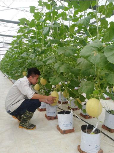 Tìm ưu thế cạnh tranh cho giải pháp Nông nghiệp thông minh “nội”