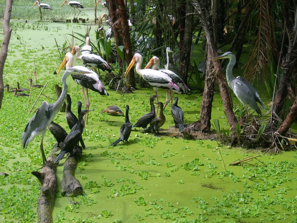 Sao Mai Trà Sư “Mở mũi” xúc tiến du lịch sinh thái