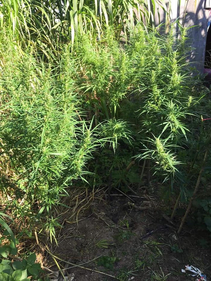 Truy tìm đối tượng trồng cần sa trong rẫy cà phê