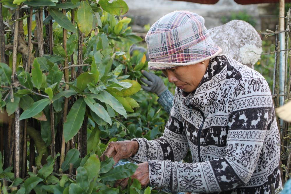 Người trồng mai Bình Định phấn khởi chờ Tết