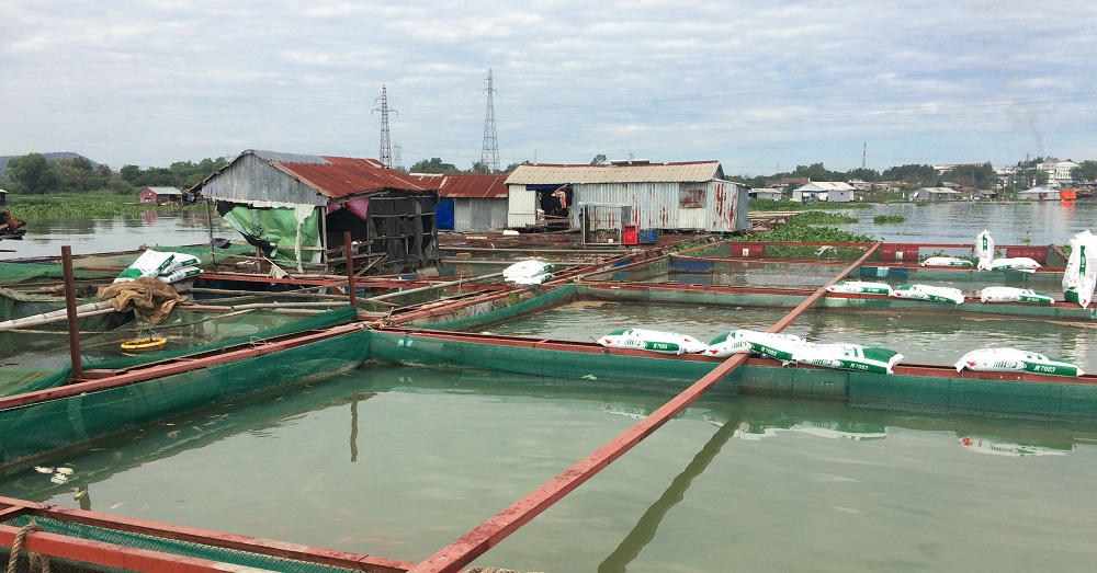 Sắc xuân ở làng cá bè La Ngà