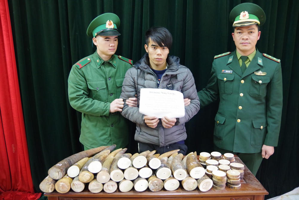 'Nóng' nạn ngà voi nhập lậu