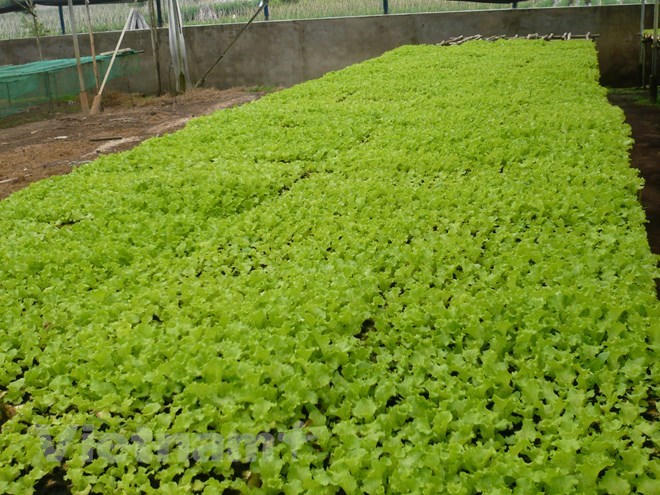 Tín dụng xanh: Lối đi lớn nhưng vẫn còn nhiều chông gai