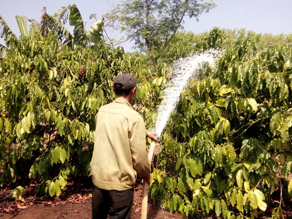 Người dân Gia Lai “trắng đêm” tưới cà phê cho kịp đón tết