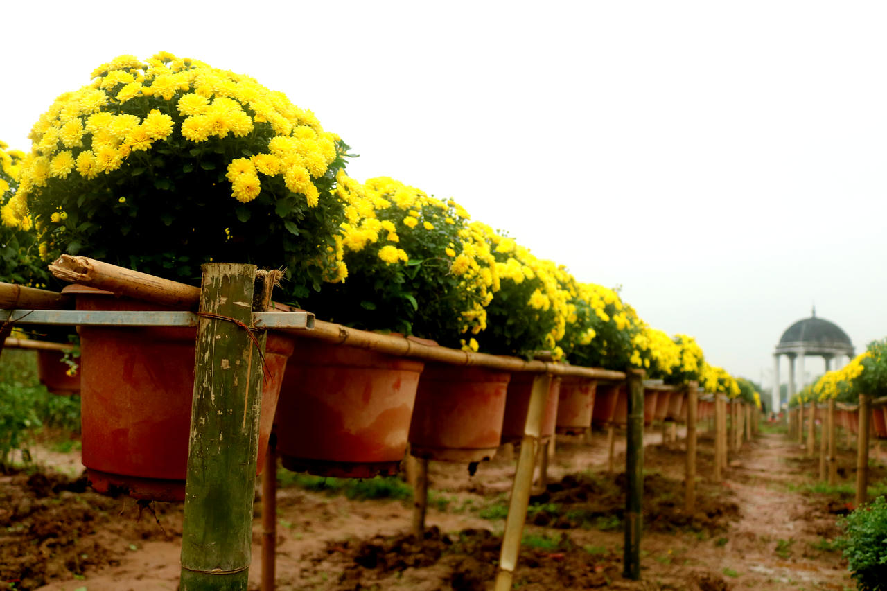 Cúc mâm xôi Sa Đéc khoe sắc giữa lòng Hà Nội 