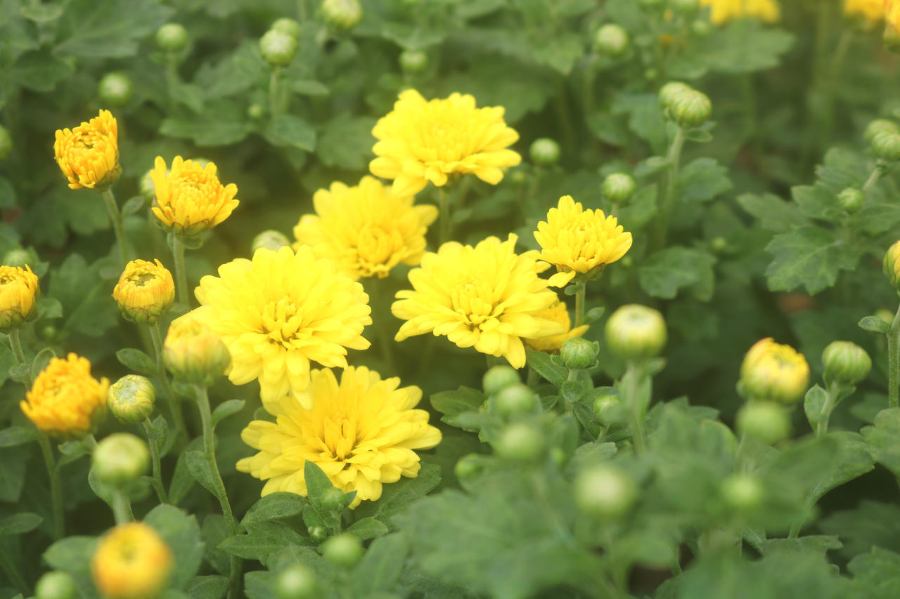 Cúc mâm xôi Sa Đéc khoe sắc giữa lòng Hà Nội 