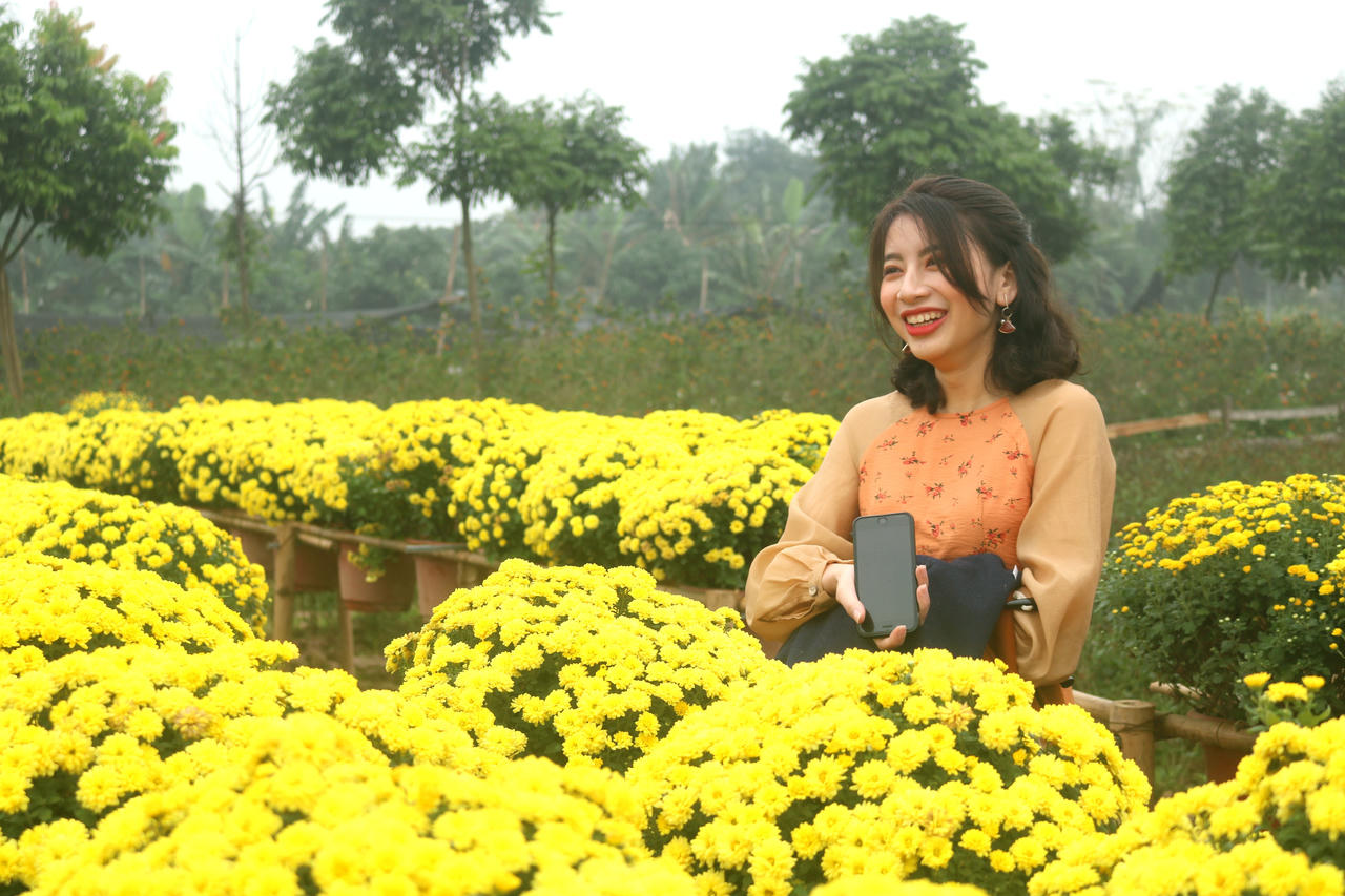 Cúc mâm xôi Sa Đéc khoe sắc giữa lòng Hà Nội 