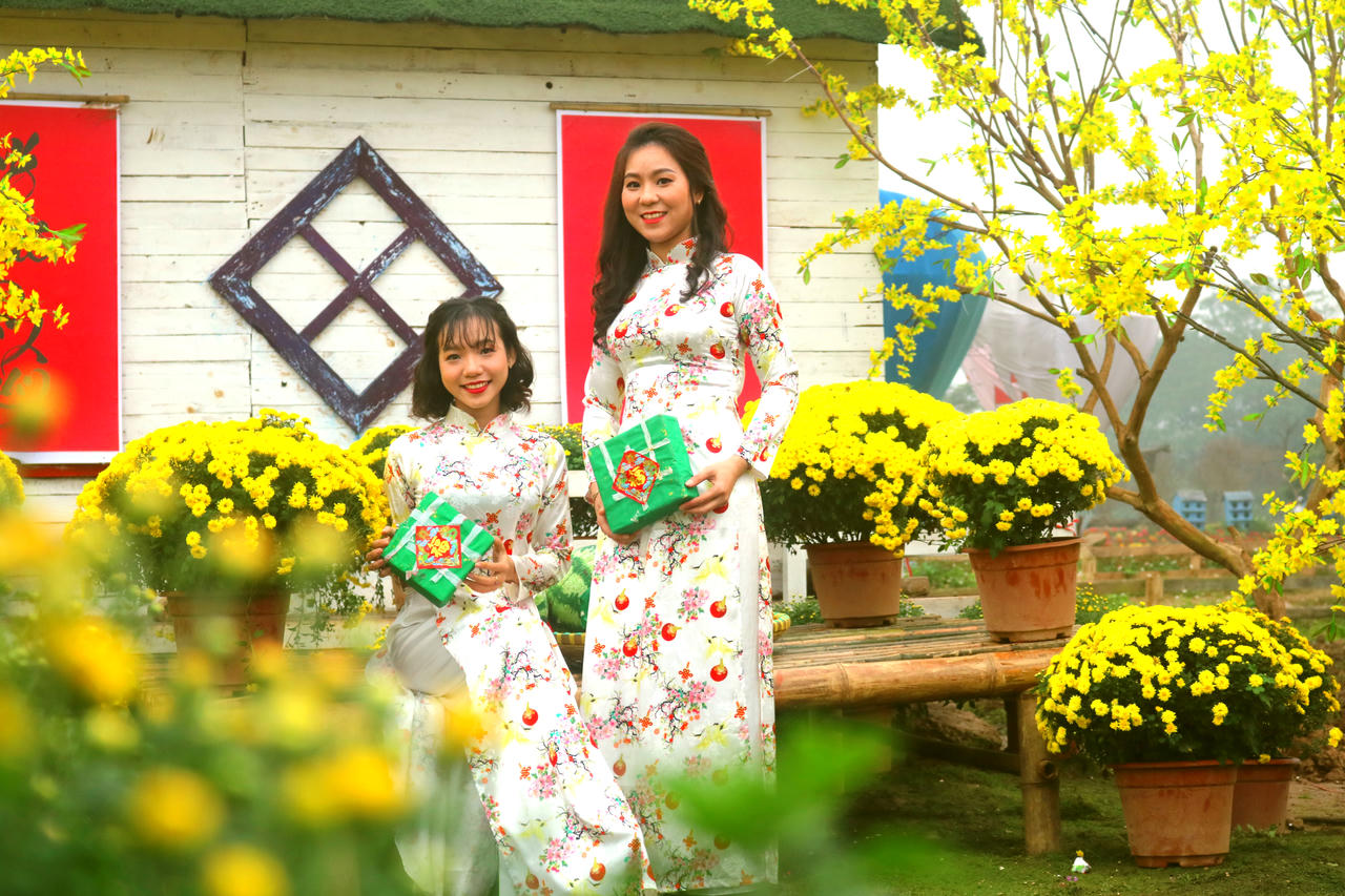 Cúc mâm xôi Sa Đéc khoe sắc giữa lòng Hà Nội 