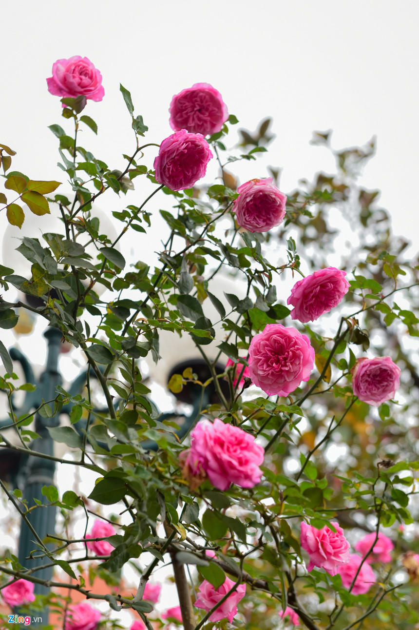 Đầu xuân trẩy hội Hoa hồng 