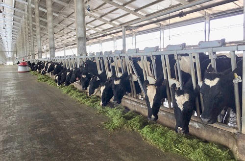 Vinamilk sản xuất sữa A2 đầu tiên tại Việt Nam