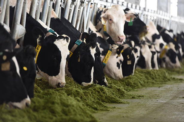 Vinamilk Hà Tĩnh - trang trại theo công nghệ hàng đầu thế giới