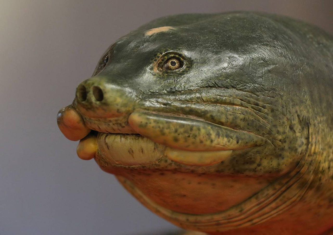 Tiêu bản rùa Hồ Gươm cuối cùng trưng bày ở đền Ngọc Sơn