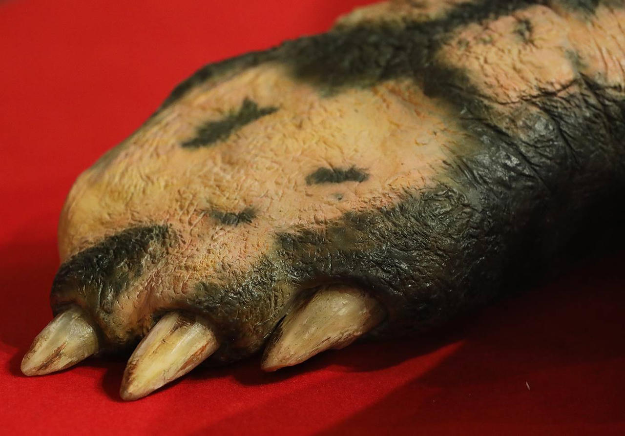 Tiêu bản rùa Hồ Gươm cuối cùng trưng bày ở đền Ngọc Sơn