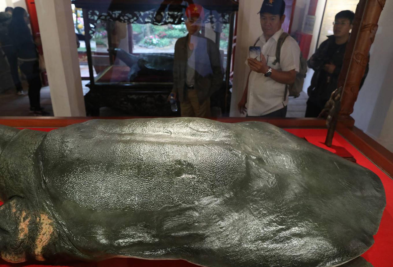 Tiêu bản rùa Hồ Gươm cuối cùng trưng bày ở đền Ngọc Sơn