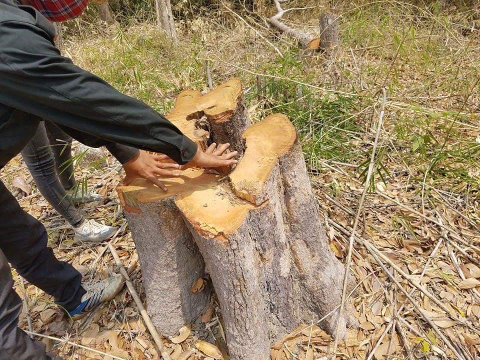 Lâm tặc ngang nhiên phá rừng tại xã Kon Chiêng: Ai cũng biết, chỉ… địa phương không biết