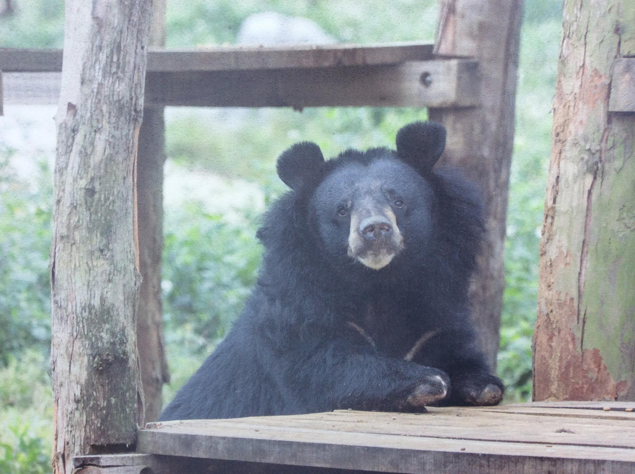 Đừng buồn nữa nhé, Nhí Nhố ơi!