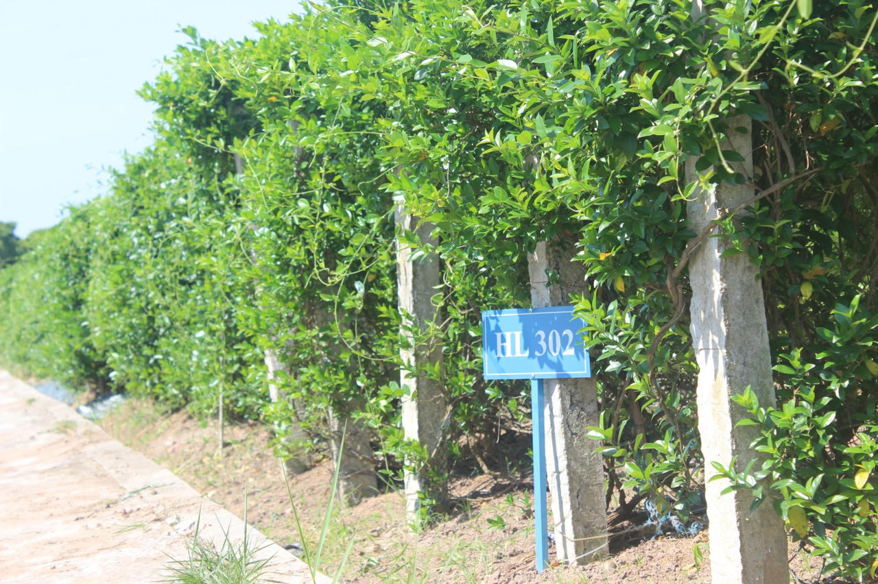 Dùng bài thuốc dân gian trị tiểu đường như thế nào cho hiệu quả