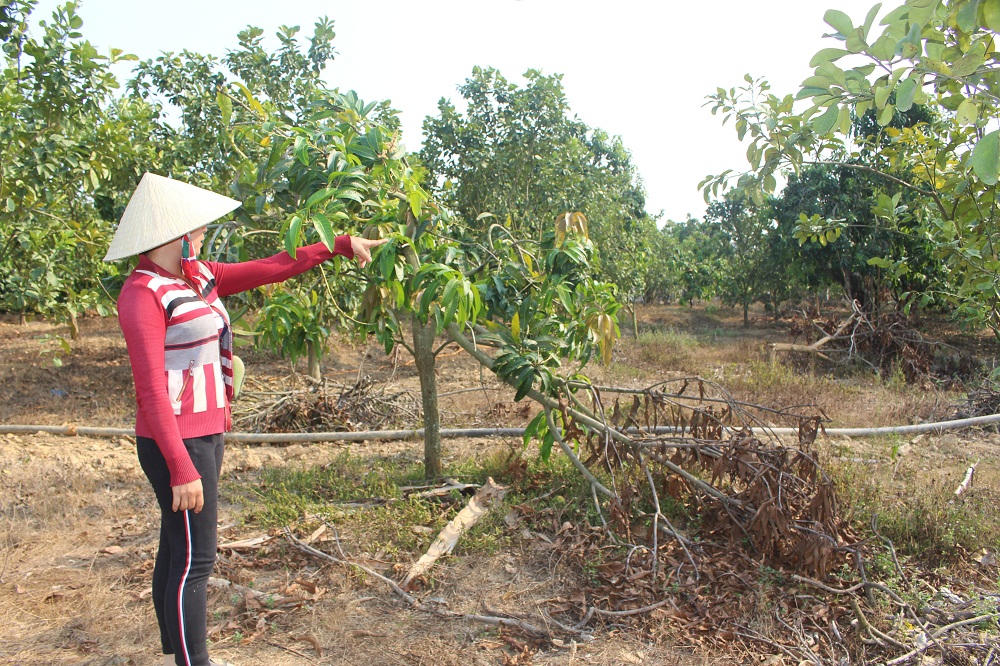Loay hoay tìm cách 'sống chung' với... bầy voi ham phá rẫy ở Đồng Nai