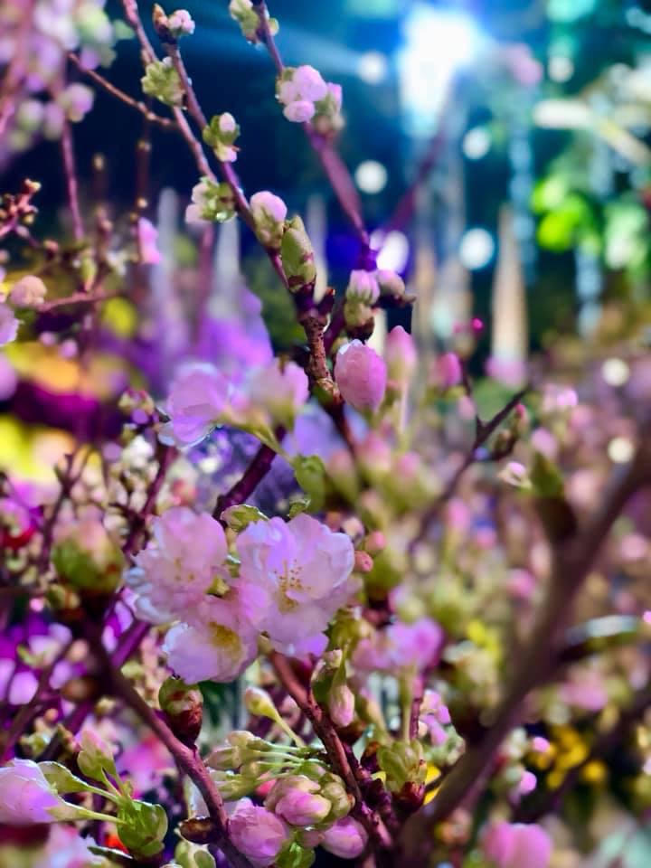 Gần 3 vạn cành, cây hoa anh đào khoe sắc tại Lễ hội hoa anh đào Nhật Bản - Hà Nội 2019 