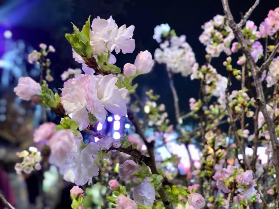 Gần 3 vạn cành, cây hoa anh đào khoe sắc tại Lễ hội hoa anh đào Nhật Bản - Hà Nội 2019 