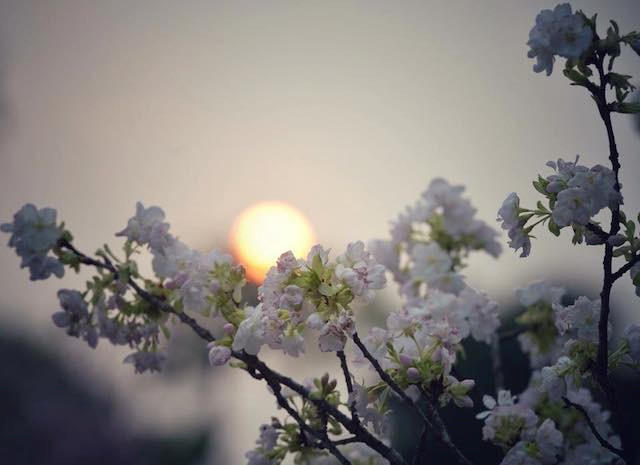 Nhiều hoạt động đặc sắc, mới mẻ tại Lễ hội hoa anh đào Nhật Bản- Hà Nội 2019 - ảnh 1