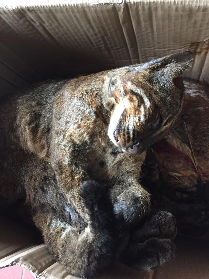 Bước tiến trong ngăn chặn nạn buôn bán động vật hoang dã