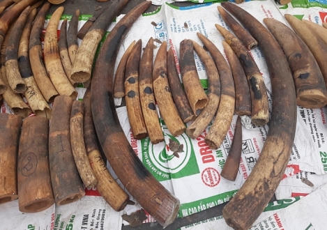 Quý I/2019, ngành Hải quan phát hiện, bắt giữ 4.039 vụ việc vi phạm