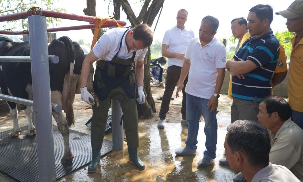 Nguồn sữa đầu vào chất lượng: Yếu tố tiên quyết làm nên chuẩn sữa tươi Cô Gái Hà Lan
