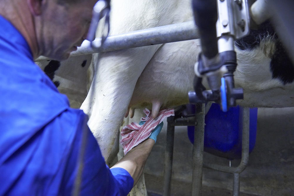 Nguồn sữa đầu vào chất lượng: Yếu tố tiên quyết làm nên chuẩn sữa tươi Cô Gái Hà Lan