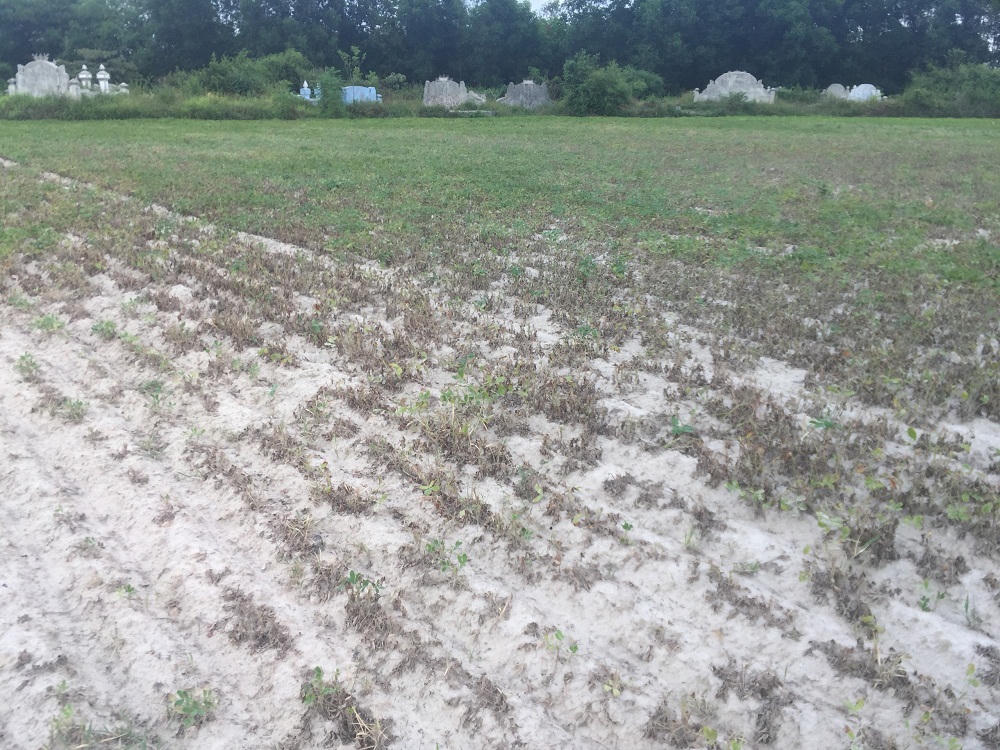 Nông dân TT – Huế điêu đứng: Mất mùa đậu phộng vừa vì nắng hạn, vừa vì nguồn giống trôi nổi