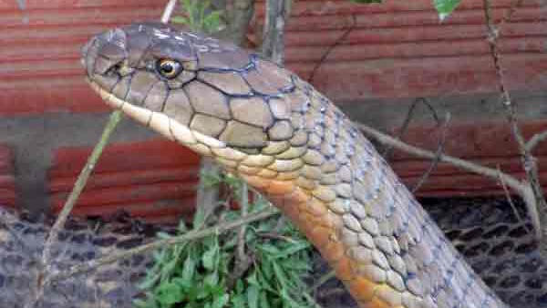 Cặp rắn hổ mây “khủng” đang được chăm sóc rất tốt
