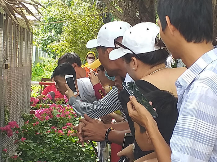 Cặp rắn hổ mây “khủng” đang được chăm sóc rất tốt