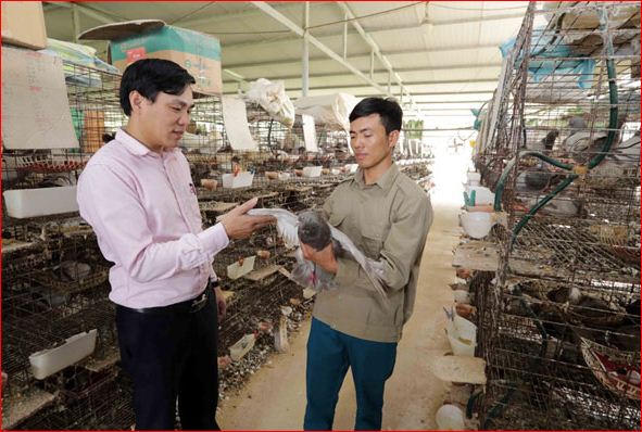 Ngỡ ngàng cảnh sống người nghèo Bắc Giang sau khi tín dụng chính sách 'tiếp sức'