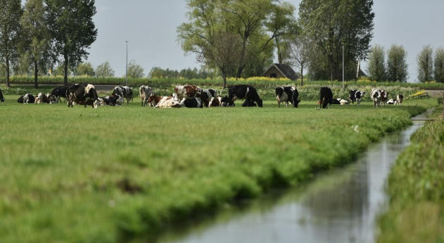 Diện tích mỗi nông trại của nông dân Cô gái Hà Lan bằng 140 sân vận động: Họ đã làm điều đó như thế nào?
