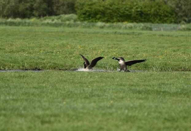 Diện tích mỗi nông trại của nông dân Cô gái Hà Lan bằng 140 sân vận động: Họ đã làm điều đó như thế nào?