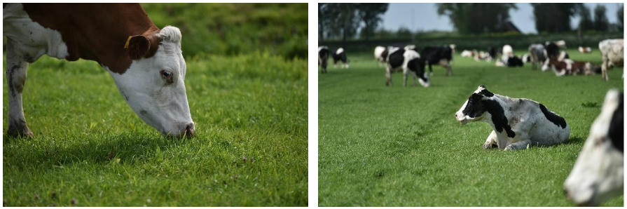 Diện tích mỗi nông trại của nông dân Cô gái Hà Lan bằng 140 sân vận động: Họ đã làm điều đó như thế nào?