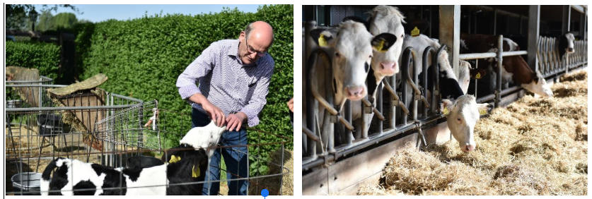 Diện tích mỗi nông trại của nông dân Cô gái Hà Lan bằng 140 sân vận động: Họ đã làm điều đó như thế nào?