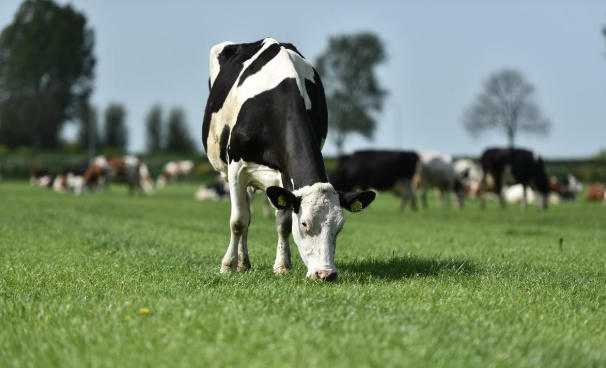 Diện tích mỗi nông trại của nông dân Cô gái Hà Lan bằng 140 sân vận động: Họ đã làm điều đó như thế nào?