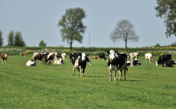 Diện tích mỗi nông trại của nông dân Cô gái Hà Lan bằng 140 sân vận động: Họ đã làm điều đó như thế nào?