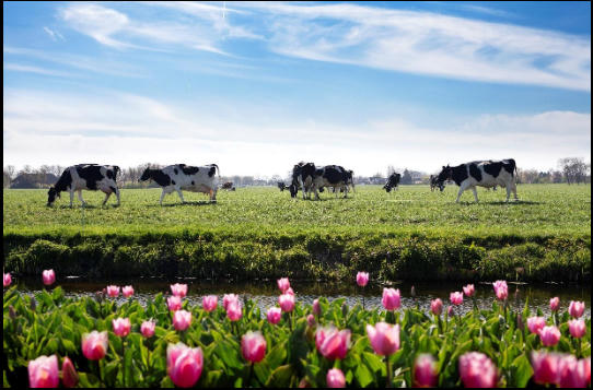 Diện tích mỗi nông trại của nông dân Cô gái Hà Lan bằng 140 sân vận động: Họ đã làm điều đó như thế nào?