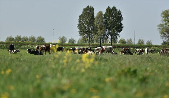 Diện tích mỗi nông trại của nông dân Cô gái Hà Lan bằng 140 sân vận động: Họ đã làm điều đó như thế nào?